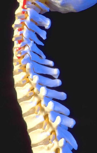 Columna vertebral